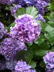 blooms blues.bmp